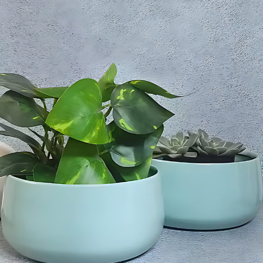 Botani Mint Set